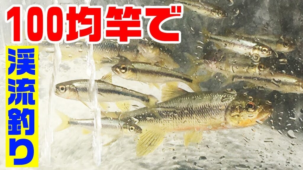 田舎の川で100均竿で釣る！