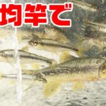 田舎の川で100均竿で釣る！