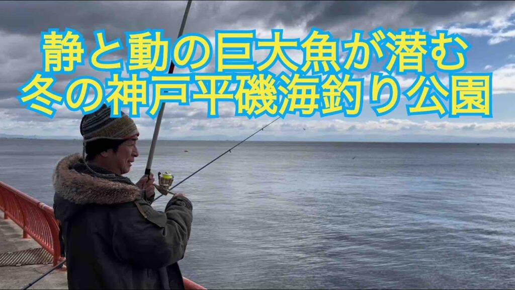 デカ網必需品❗️巨大魚が潜む真冬の神戸平磯海釣り公園‼️1/26/2025の釣行。