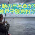 デカ網必需品❗️巨大魚が潜む真冬の神戸平磯海釣り公園‼️1/26/2025の釣行。