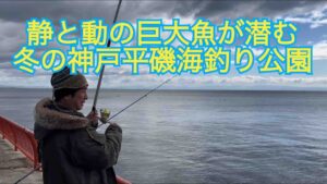 デカ網必需品❗️巨大魚が潜む真冬の神戸平磯海釣り公園‼️1/26/2025の釣行。