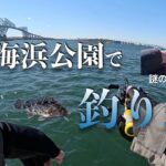 【若洲海浜公園】2月の釣りでカサゴを狙う野遊び/謎の生物が釣れる？冬の防波堤【穴釣り】エッグアームショーティの釣りが楽しい