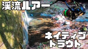 【アマゴ】渇水の渓流でルアーを投げてみると⋯!2月の渓でアマゴ釣り【冬アマゴ/ネイティブトラウト/渓流釣り/ルアー】