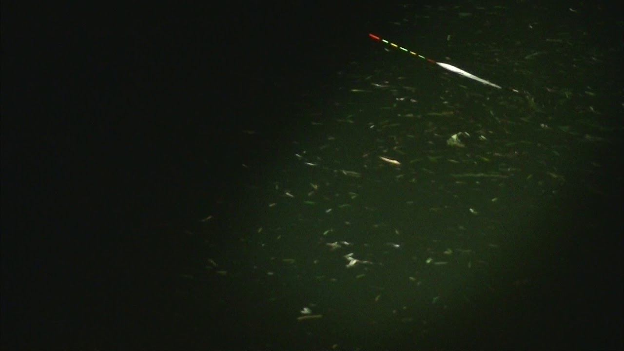別所沼釣り映像2018.8.18.19:35