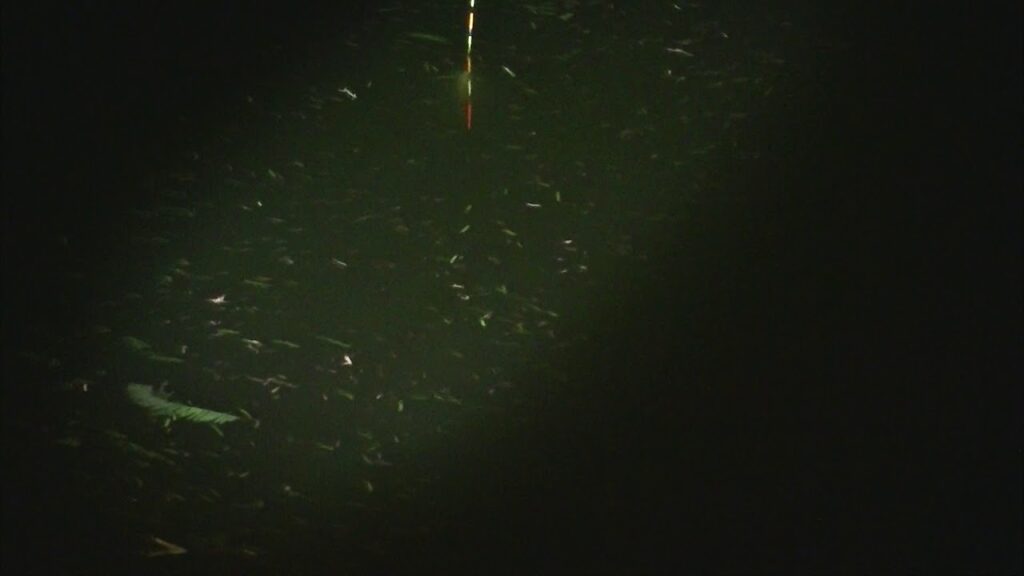 別所沼釣り映像2018.8.18.22.24