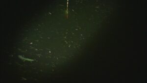 別所沼釣り映像2018.8.18.22.24