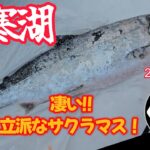 【釣り】2025年 　阿寒湖   硫黄山川側　3回目　氷上　ワカサギ釣り   サクラマス   #北海道釣り #氷上釣り #ワカサギ #道東 #サクラマス #泳がせ釣り