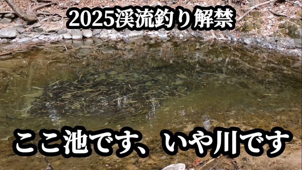 【2025渓流釣り解禁】渇水すぎて川が池になってた！