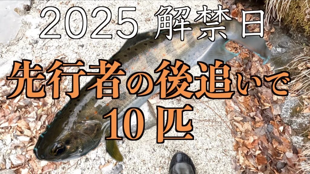 ●2025解禁日　先行者ありでも渓魚に会えた