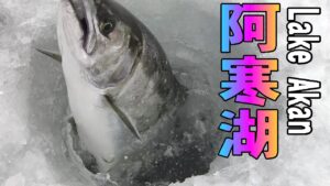 2025.2.14 【阿寒湖の美しいサクラマス】この美しさは別格 氷上サクラマス釣り ワカサギ釣りメジャーエリア:糠平湖・金山湖・網走湖・朱鞠内湖