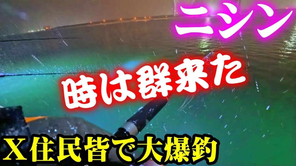 【釣り】北海道ニシン群来直撃・港内みんなで大爆釣：2025年2月