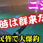 【釣り】北海道ニシン群来直撃・港内みんなで大爆釣：2025年2月