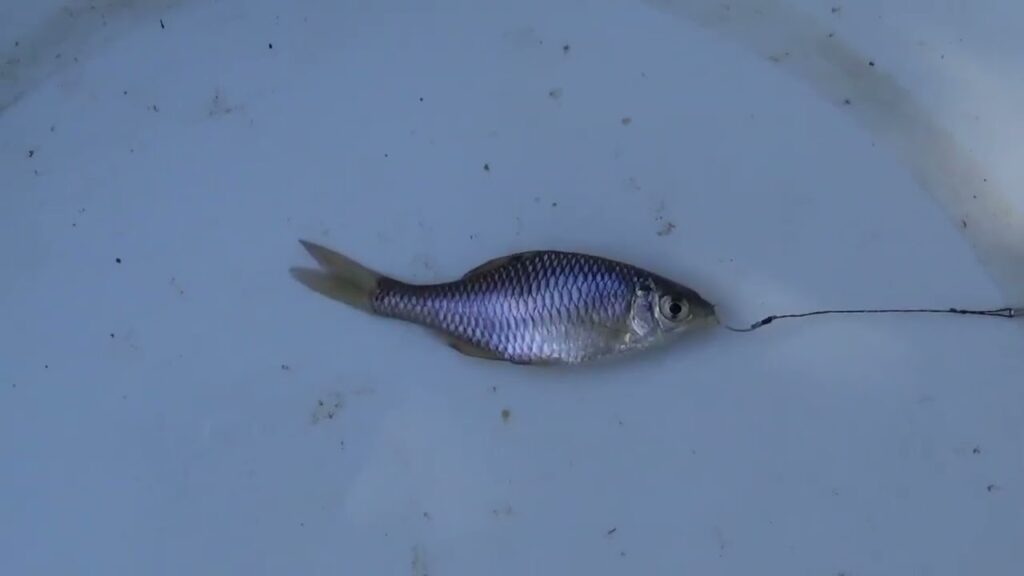 【タナゴ釣り 小物釣り】下手賀沼の周辺にあるホソで小物釣り 2025年2月中旬