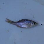 【タナゴ釣り 小物釣り】下手賀沼の周辺にあるホソで小物釣り 2025年2月中旬