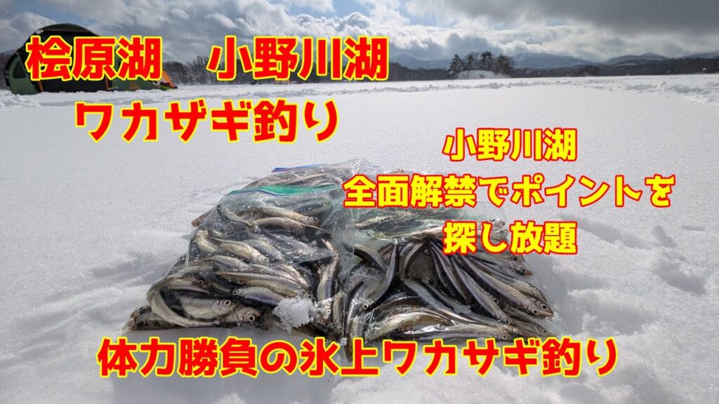 2025年2月1日　小野川湖　氷上テントでワカサギ釣り　体力が尽きる前にワカザギが居る場所を探せ