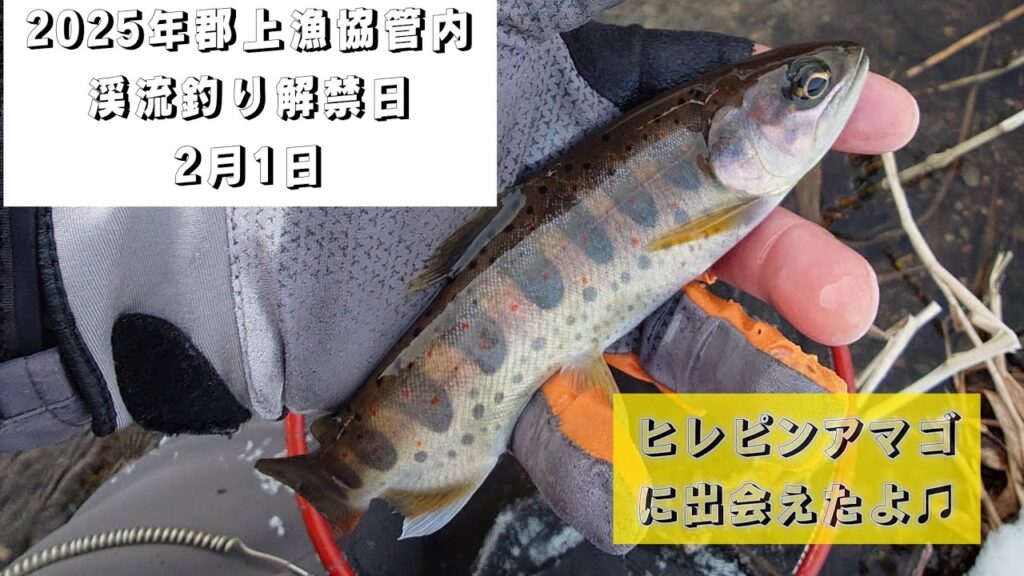 2025年郡上漁協管内。渓流釣り解禁日。2月1日。ヒレピンアマゴに出会えたよ♫