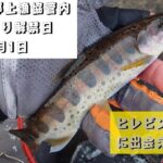 2025年郡上漁協管内。渓流釣り解禁日。2月1日。ヒレピンアマゴに出会えたよ♫