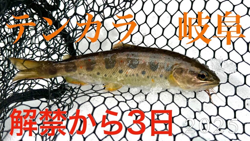 【テンカラ】2025開幕！開幕3日目【アマゴ】GIFU JAPANESE STYLE TENKARA FLY FISHING!  DRY FLY fishing in mid Winter!