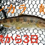 【テンカラ】2025開幕！開幕3日目【アマゴ】GIFU JAPANESE STYLE TENKARA FLY FISHING!  DRY FLY fishing in mid Winter!