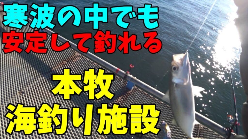 【ゆっくり釣行動画】25/2/8　最強最長寒波襲来でも魚が釣れる場所でアジサバを狙う！