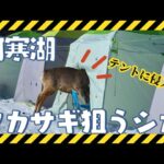 湖上のワカサギ釣りに“珍客” シカがファスナーを開けテントに侵入 釣り上げた魚を横取り…3連休の北海道各地にぎわう スケートリンクをキャンバスに子どもたちが“お絵描き” 手で自由気ままに