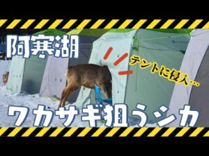 湖上のワカサギ釣りに“珍客” シカがファスナーを開けテントに侵入 釣り上げた魚を横取り…3連休の北海道各地にぎわう スケートリンクをキャンバスに子どもたちが“お絵描き” 手で自由気ままに