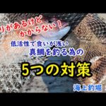 【海上釣堀】「アタリがあるけどかからない」を攻略！低活性で食いが浅い真鯛を釣る為に出来る5つの対策in水宝