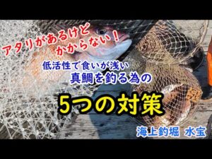 【海上釣堀】「アタリがあるけどかからない」を攻略！低活性で食いが浅い真鯛を釣る為に出来る5つの対策in水宝