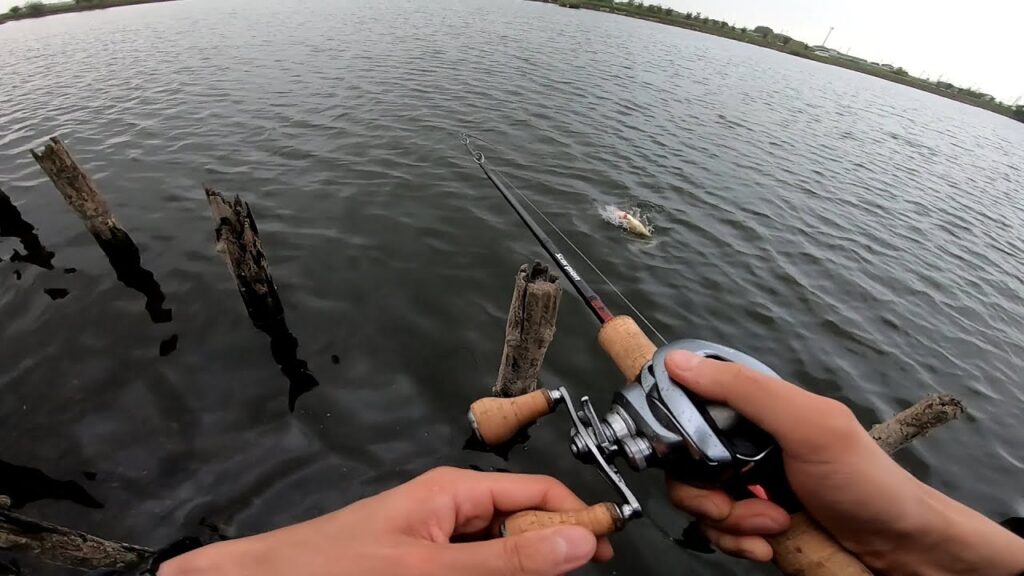 柴山沼でバス釣り！【秋の入れ食いスイッチON！】