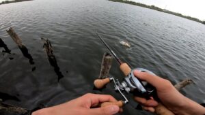 柴山沼でバス釣り!【秋の入れ食いスイッチON!】