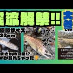 渓流解禁＆釣り大会開催【愛知県寒狭川中部】【RARTS主催チャンピオンシップ】今年は優勝!?ドキドキが止まりませんでした😁😆🥰