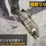 Vol 21 管理釣り場でニジマス釣り