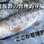 【エリアトラウト】関東の穴場管理釣り場　透明度抜群！　丹沢YGLヤドリギ　スポーツフィッシングエリア