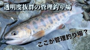 【エリアトラウト】関東の穴場管理釣り場 透明度抜群! 丹沢YGLヤドリギ スポーツフィッシングエリア