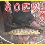 川釣り「西村 魁」haremachiスペシャリスト