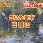 【小物釣り】秋ですがさいたま市の沼で猛攻撃　Ｍicro fishing