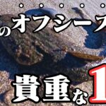 魚っ気のない真冬の遠州灘サーフで貴重な１匹❗️ロッドアクションせずルアーに完全に任せたら急に魚が飛び出しました🐟in遠州灘、田原サーフ【釣行日2025/02/10(月)】