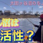 《へらぶな釣り to びん沼》両ダンゴ楽しめるかなと来たがしょっぱい釣りに😫