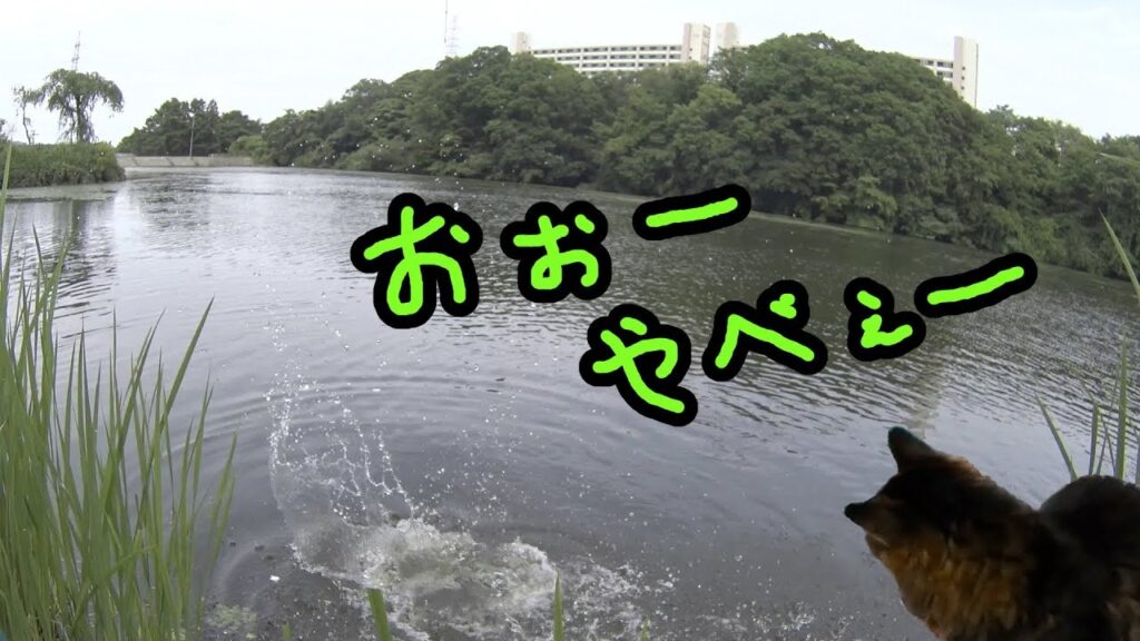 仙台市内の沼に釣りに行って・・・