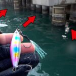 【大型入れ食い】温排水垂れ流しのパイルに落とすだけの釣りを紹介します。