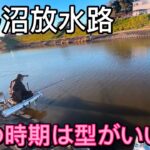 この時期のびん沼放水路のへらぶなは型がいい！野釣りも管理もどこも厳しい釣りのようです。