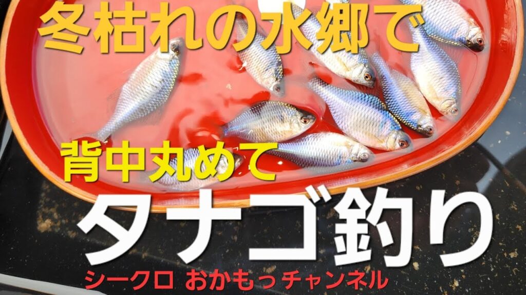 [タナゴ釣り]冬枯れの水郷で背中丸めてタナゴ釣り#タイリクバラタナゴ