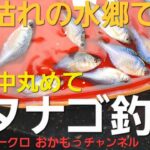 [タナゴ釣り]冬枯れの水郷で背中丸めてタナゴ釣り#タイリクバラタナゴ