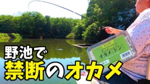 管理釣り場で使用禁止のオカメで野池と丸堀を攻略せよ