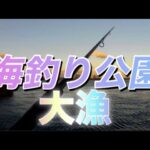 【浜名湖】海釣り公園 沢山釣れました サビキ 青物 餌 エサ 釣り 爆釣 大漁 餌なしサビキ 遠投