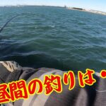 【渋い昼間の釣り】釣り/海釣り/サビキ釣り/碧南海釣り公園/碧南釣り広場/温排水/衣浦湾/クロダイ/チヌ/キビレ/セイゴ/マダカ/シーバス/サッパ/コノシロ