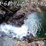 滝の上から釣りしたら爆釣過ぎた！！