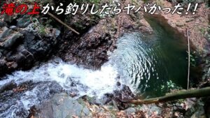 滝の上から釣りしたら爆釣過ぎた！！