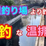 管理釣り場より釣れる爆釣な温排水 アマゾン川 ナイルティラピア