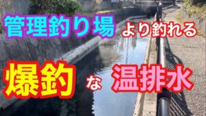 管理釣り場より釣れる爆釣な温排水 アマゾン川 ナイルティラピア